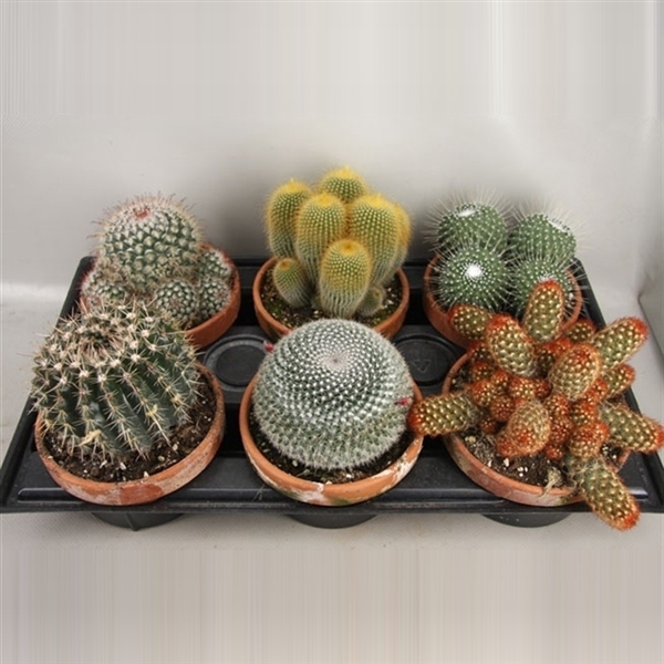 art.106 Cactus Schaal 15 cm