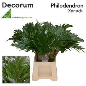 Philodendron Xanadu