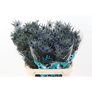 Eryn Orion Qstar 80cm