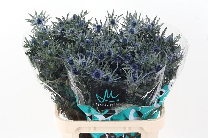 <h4>Eryn Orion Qstar 80cm</h4>