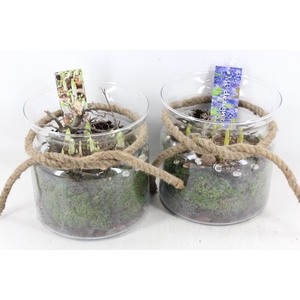 arr4 Bollenmix MB - Glas Candy rope 285/5