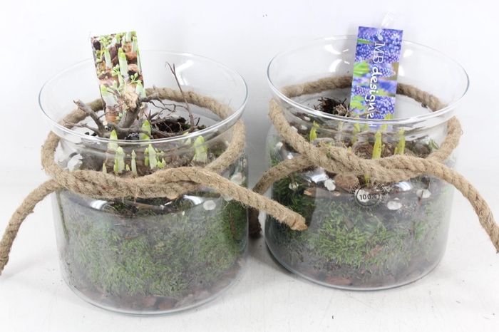 <h4>arr4 Bollenmix MB - Glas Candy rope 285/5</h4>