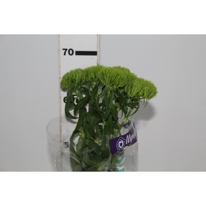 DIANTHUS GREEN BALL 070 CM