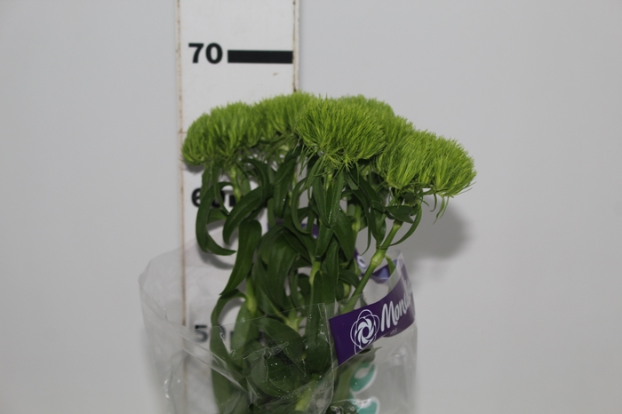 DIANTHUS GREEN BALL 070 CM