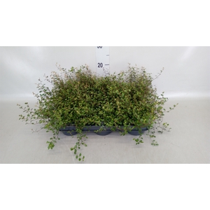 Muehlenbeckia com. 'Mao'ri'