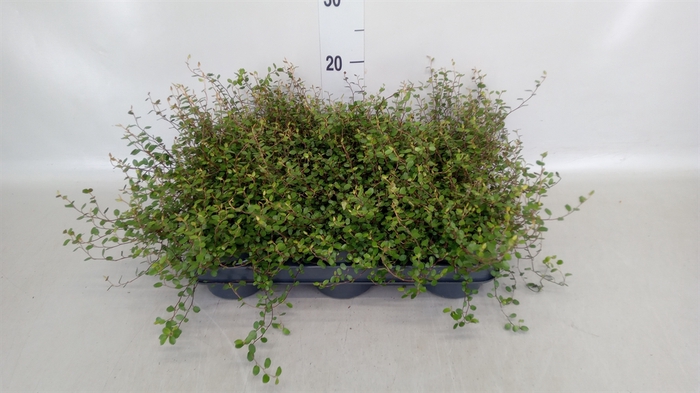<h4>Muehlenbeckia com. 'Mao'ri'</h4>