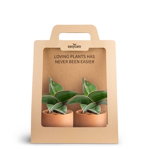 2-Pack Raw Terracotta, Samurai