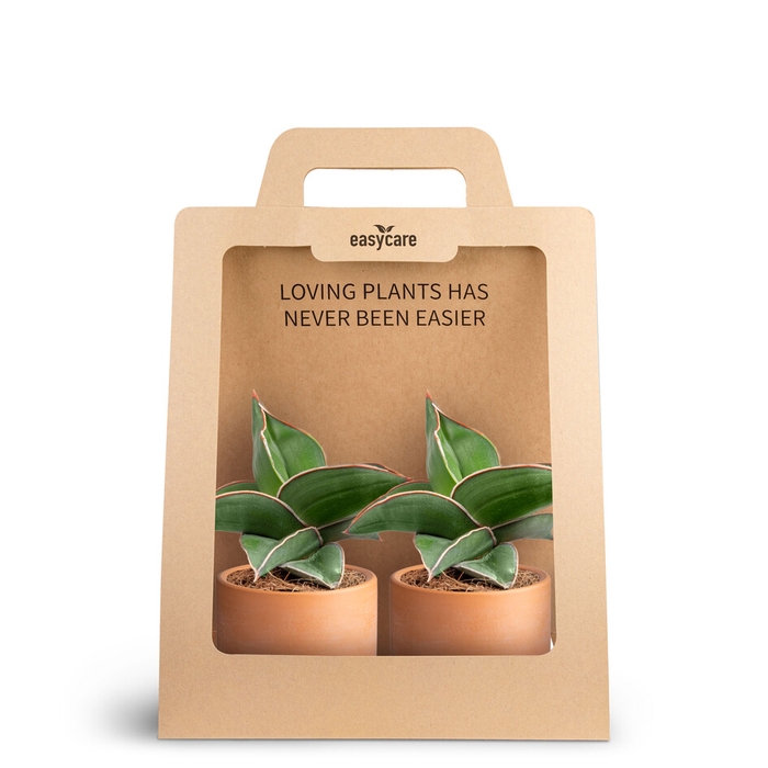 <h4>2-Pack Raw Terracotta, Samurai</h4>