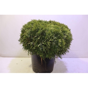 arr8 Thuja O Danica
