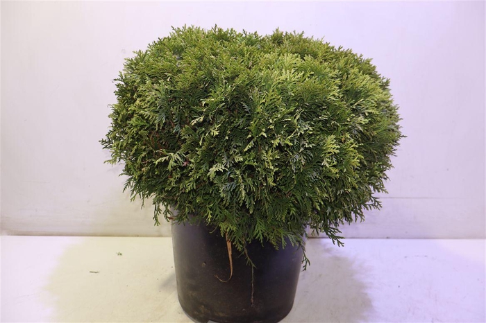 <h4>Thuja O Danica</h4>