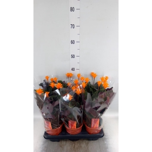 Calathea crocata