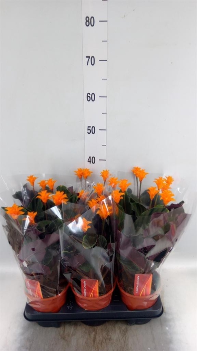 <h4>Calathea crocata</h4>