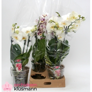 PHAL GEM