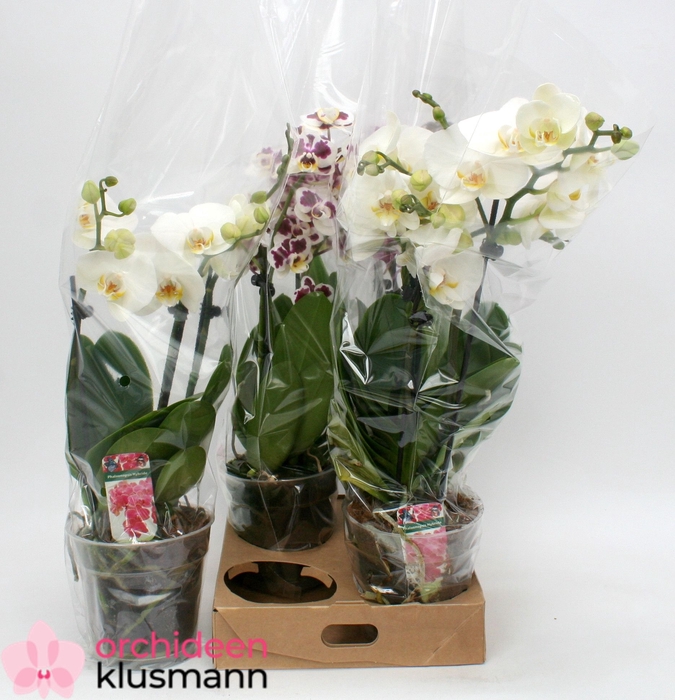 <h4>PHAL GEM</h4>
