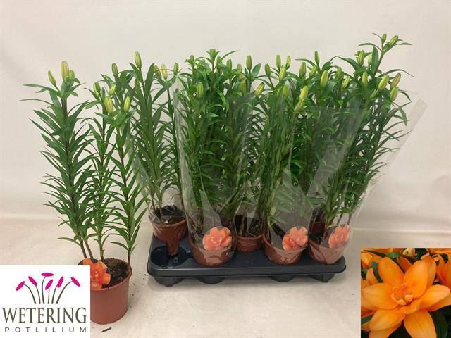 <h4>Lilium Asi. Grp Tiny Double You</h4>