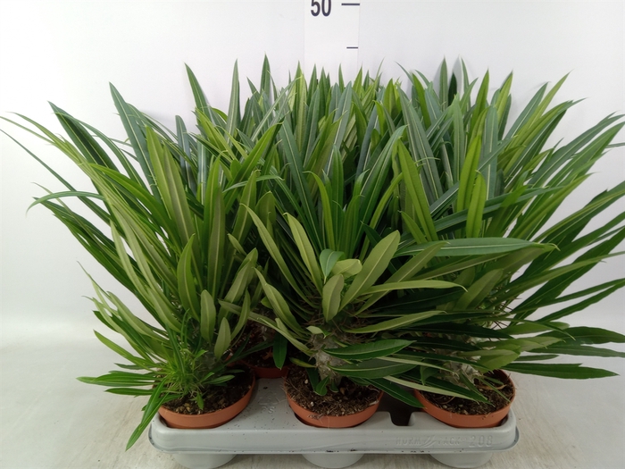 <h4>Pachypodium lamerei</h4>