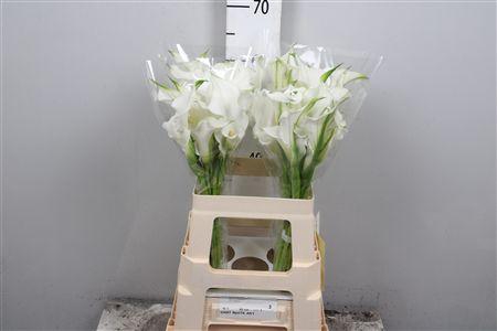 <h4>Zant White Art (dubbelbloemig)</h4>