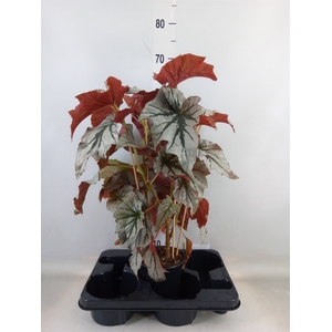 Begonia BD   ...