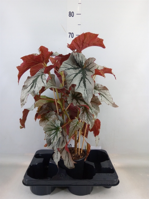 <h4>Begonia BD   ...</h4>