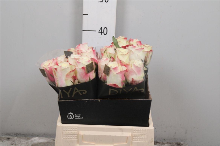 <h4>R Gr Sweet Horizon</h4>