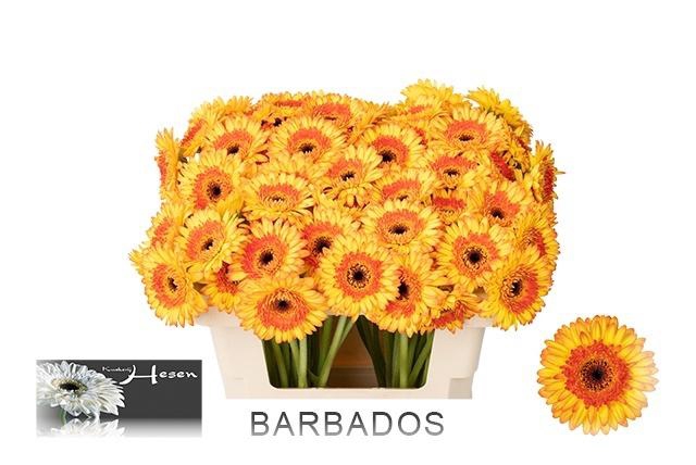 <h4>GE MI BARBADOS</h4>