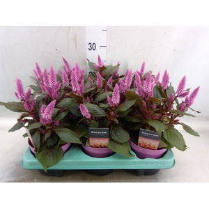 Celosia arg. SP 'Merida Pink'