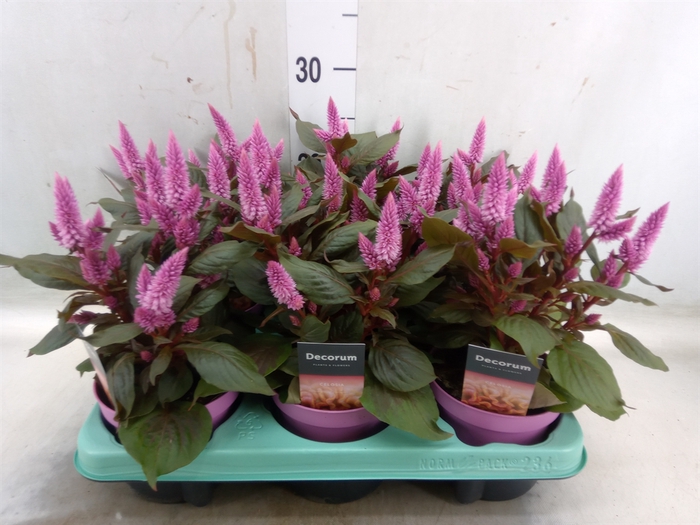 <h4>Celosia arg. SP 'Merida Pink'</h4>