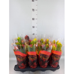 Codiaeum var. GR 'Excellent'