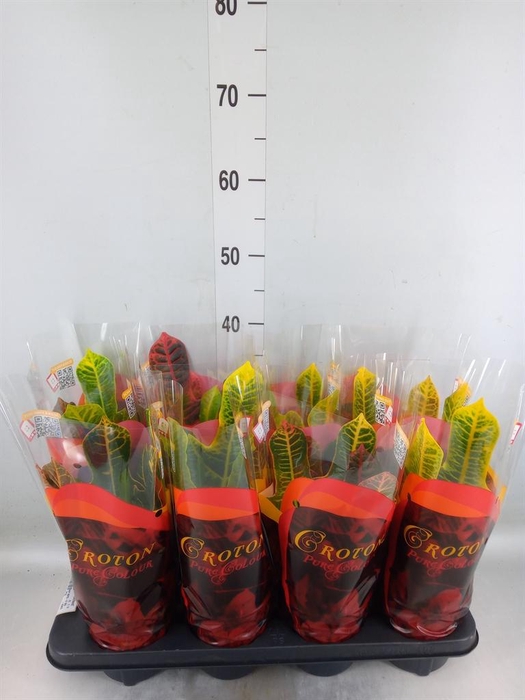 <h4>Codiaeum var. GR 'Excellent'</h4>