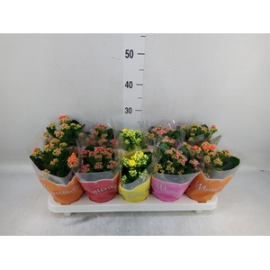 Kalanchoe blos.   ..rosebud mix  4