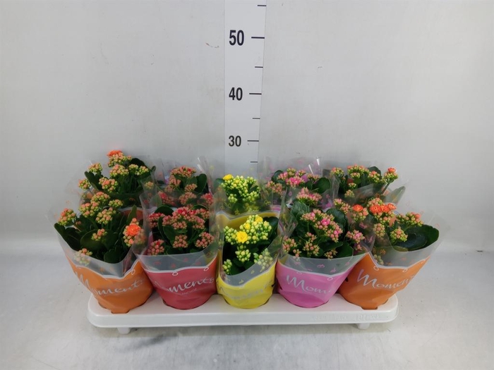 <h4>Kalanchoe blos. ..rosebud mix 4</h4>