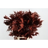 QUERC RUBRA 80CM RED