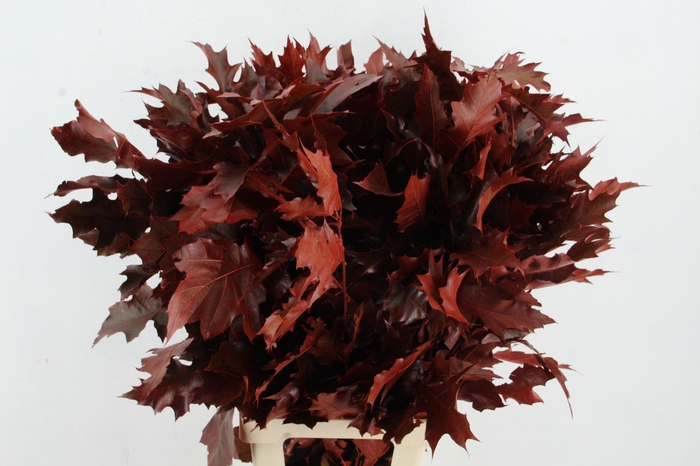 QUERC RUBRA 80CM RED