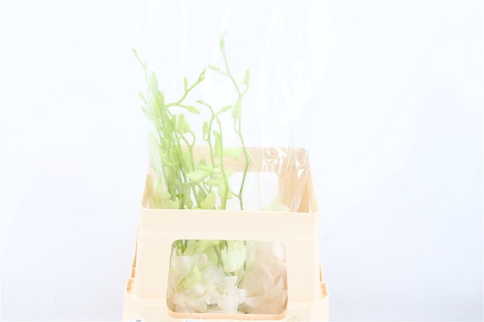 <h4>Dendro Galaxy White</h4>