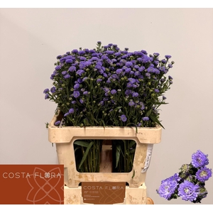ASTER ASTEE MINI BABY BLUE 25 GR.