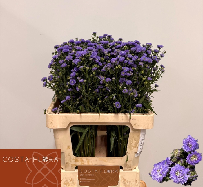 <h4>ASTER ASTEE MINI BABY BLUE 25 GR.</h4>