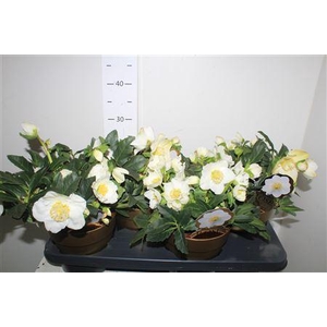 Hell Ni Hgc Wintergo 25+