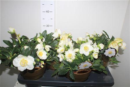 <h4>Hell Ni Hgc Wintergo 25+</h4>