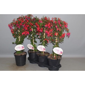 FUCHSIA OV