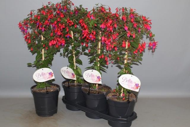 <h4>FUCHSIA OV</h4>