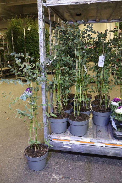 <h4>arr8 Eucal Gunnii</h4>