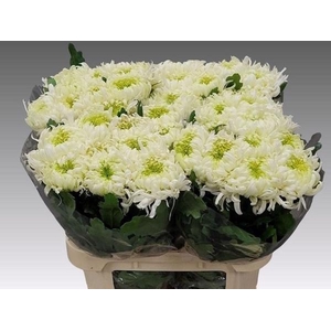 CHR G LOUIS GERM WHI