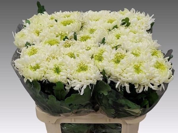 <h4>CHR G LOUIS GERM WHI</h4>