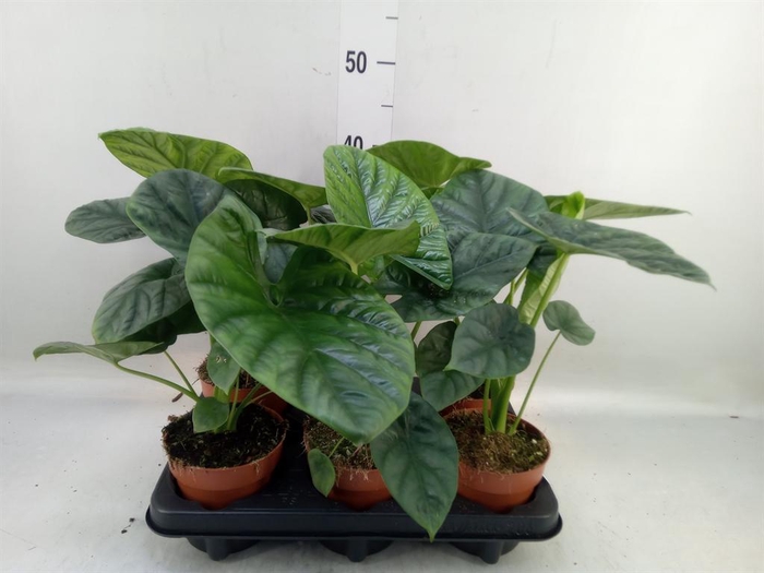 <h4>Alocasia   ...</h4>