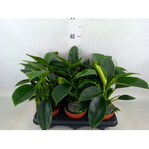Philodendron  'Green Princess'