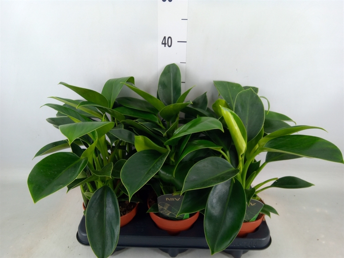 <h4>Philodendron  'Green Princess'</h4>