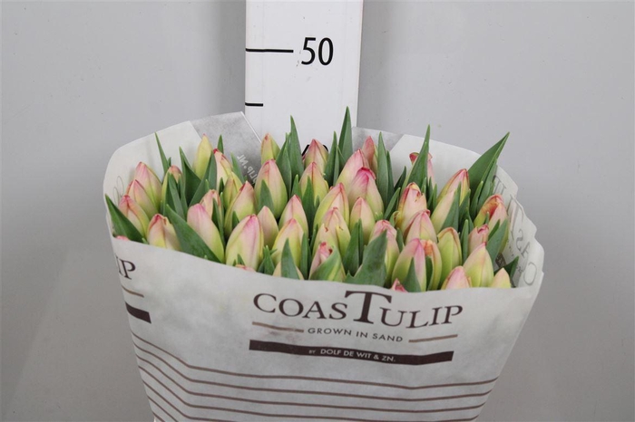 <h4>Tu En Supri Erotic</h4>