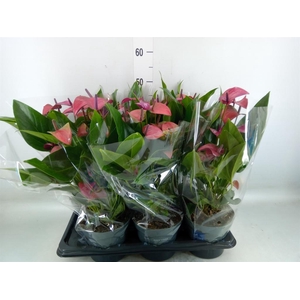 Anthurium andr. 'Pure Purple'