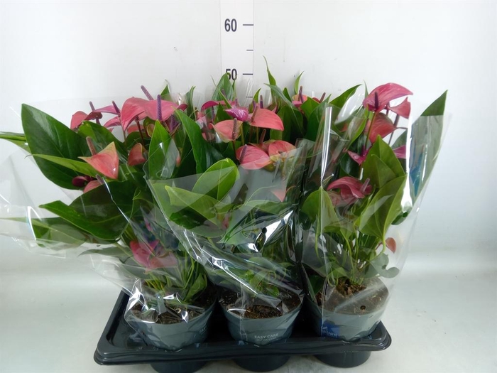 <h4>Anthurium andr. 'Pure Purple'</h4>