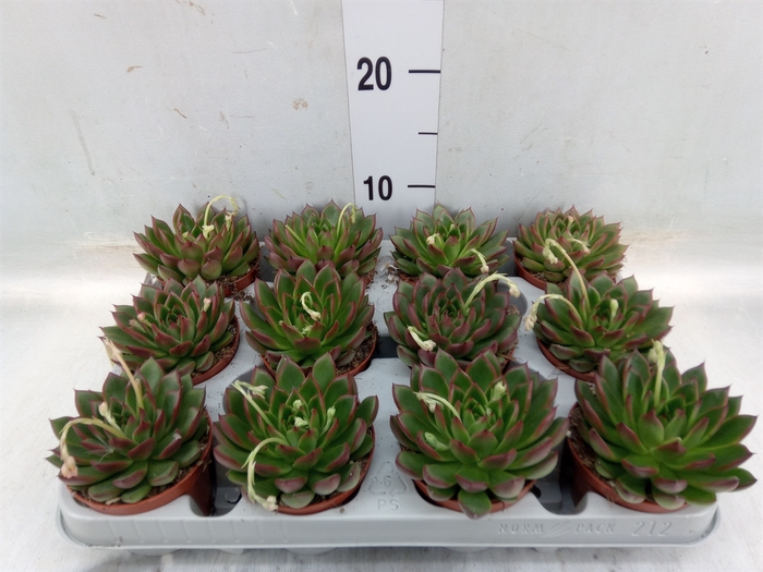 <h4>Echeveria agavoides</h4>